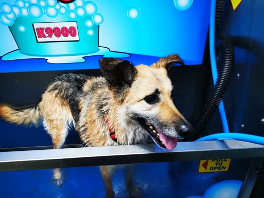 A wet tan and grey terrier standing on the tray of the blue self-service dog wash