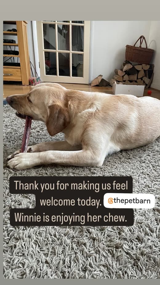 A cream labrador lying on a rug at home chewing a treat